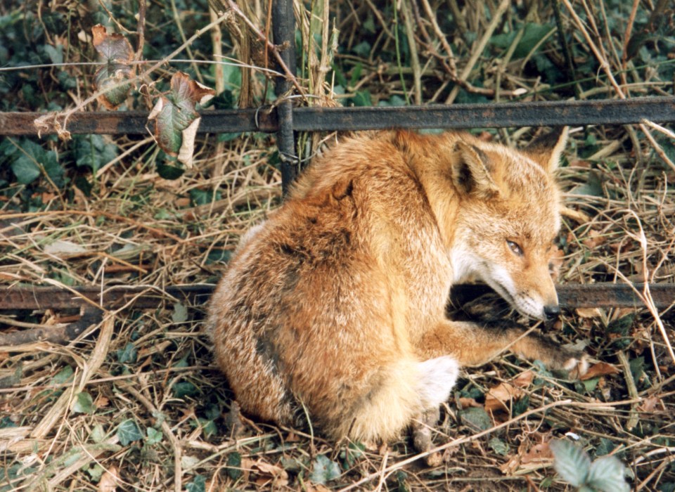 The Scottish government plans to ban the snaring of wild animals