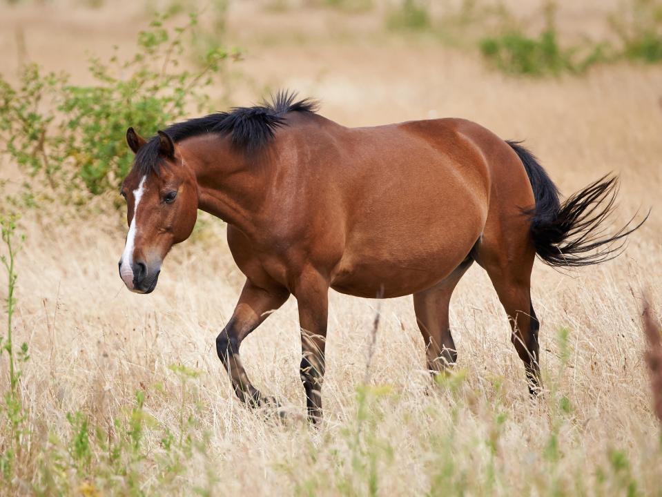 It is actually a tribute to Ethel Mars late horse of the same name