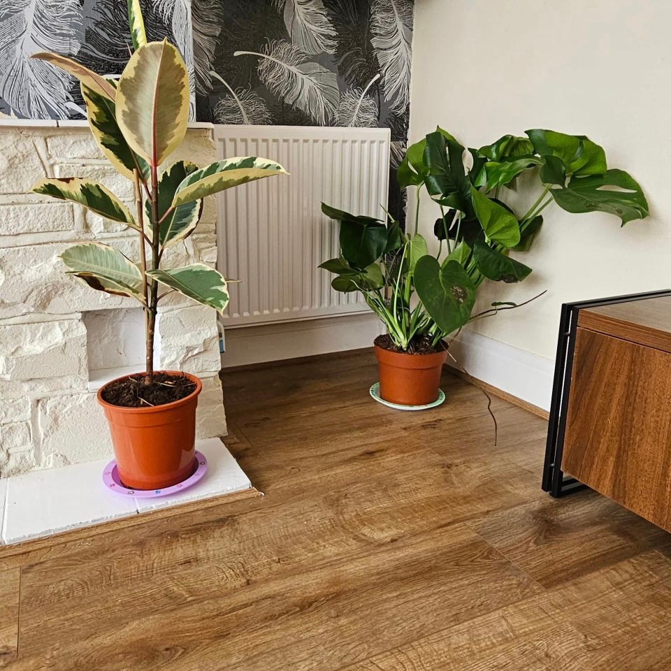 One bargain hunter found giant houseplants scanning for just £5