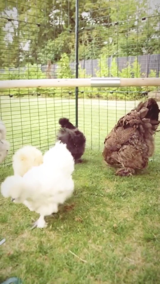 Gemma's chickens have their very own big pink coop