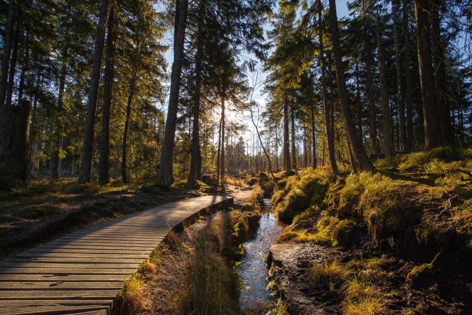 The Harz woods are picturesque but also an attraction for witches holding ceremonies