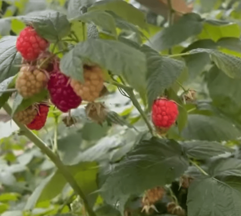 Lisa shared a video of the raspberries not growing at their usual pace