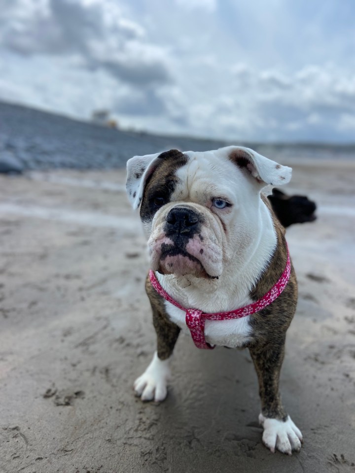 My other dog Coco looked as happy as ever on Devon's sprawling sands