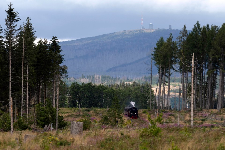 There have been sightings of the mystery figure living in Germany's Harz mountains