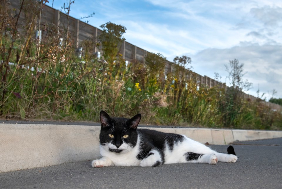 This moggy likes three-mile walks along the M1