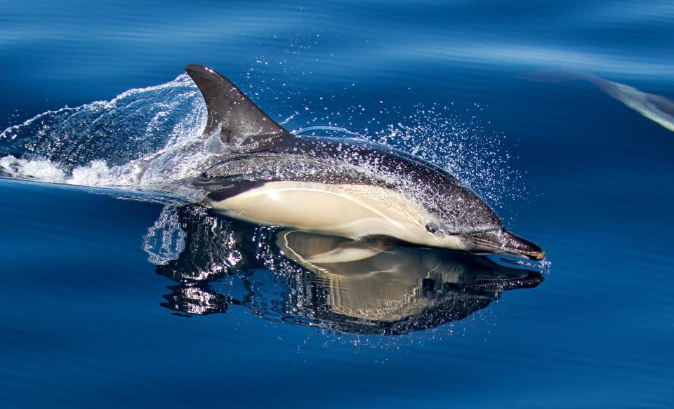 Dolphins are known to swim in the waters around the island