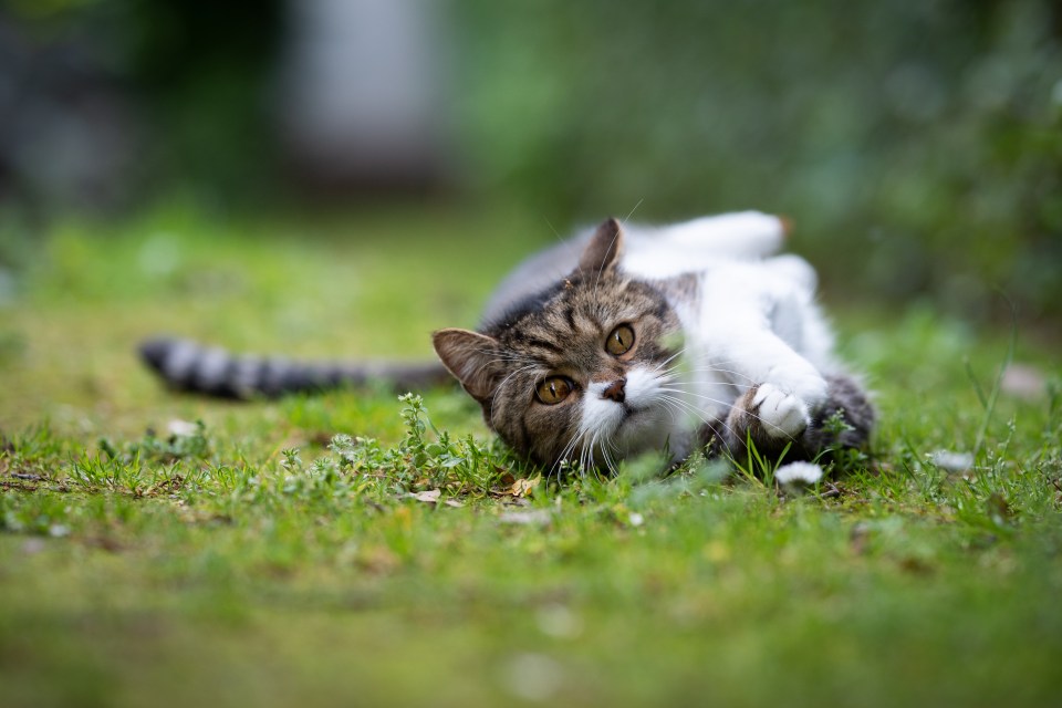 Cats are known to leave their mess in other gardens beside their own