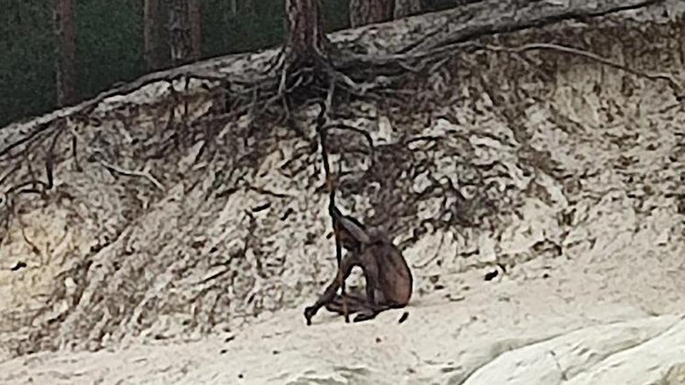 A spear-wielding naked 'wolf man' has been captured on camera by hikers