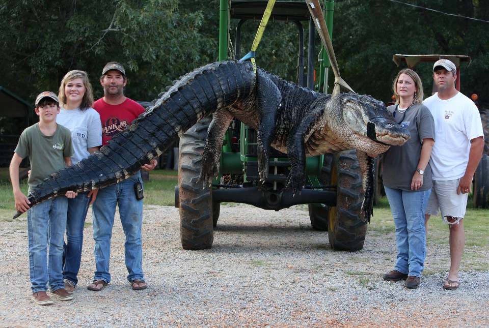 This 15 foot long alligator remains the largest on record to be legally killed, following it's capture in 2014