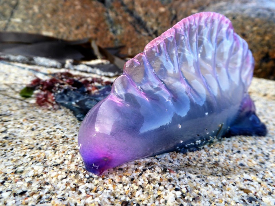 The dangerous purple jellyfish can cause severe pain if touched