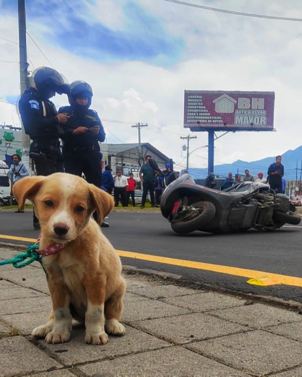 Distressed Boots refused to leave his owner's body alone on the road