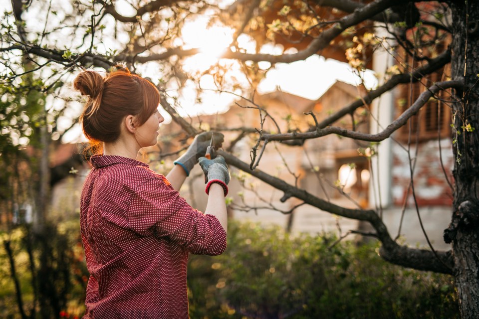 Do you know what gardening jobs could land you with a fine?