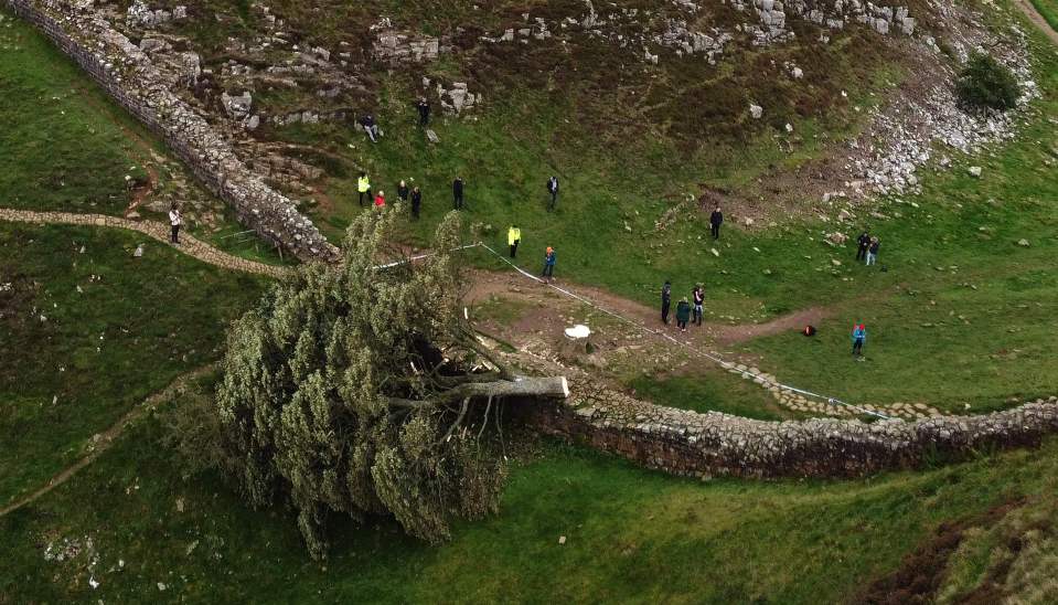 The nation was sickened after the 300-year-old landmark at Sycamore Gap in Northumberland was felled