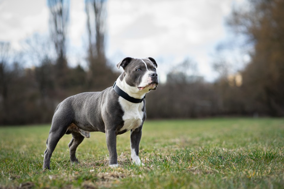 Staffordshire Bull Terriers were third most pinched in 2022