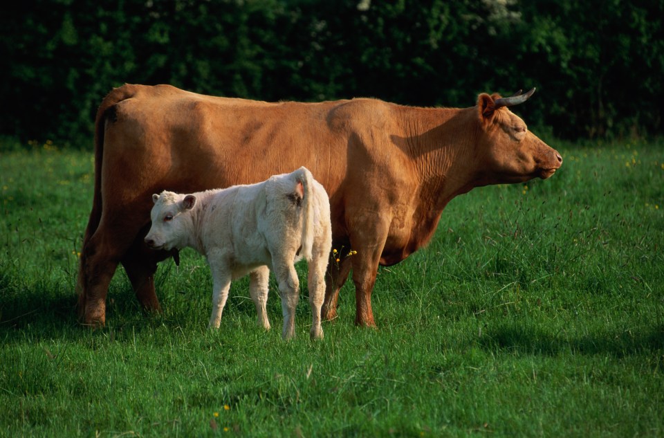 Cows with calves around may become increasingly agitated when they spot humans