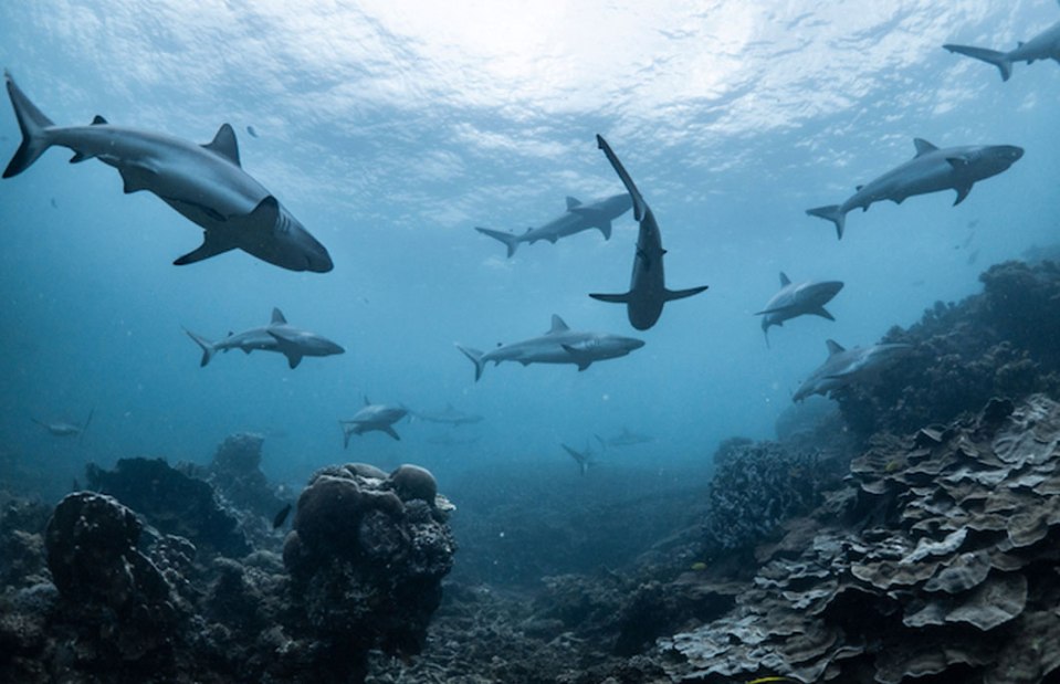 The Marshall Islands have the world's largest shark sanctuary