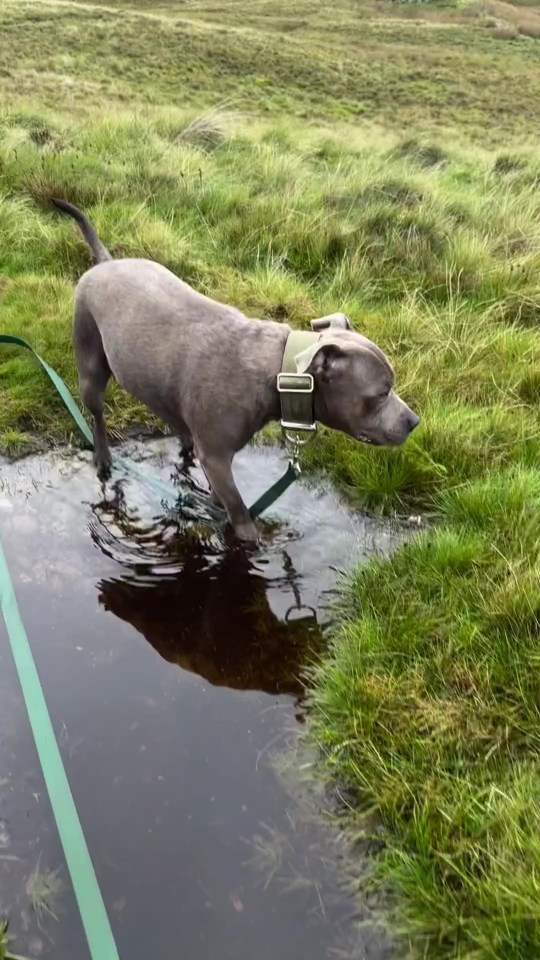 Their dog accompanied them for the fun trip away