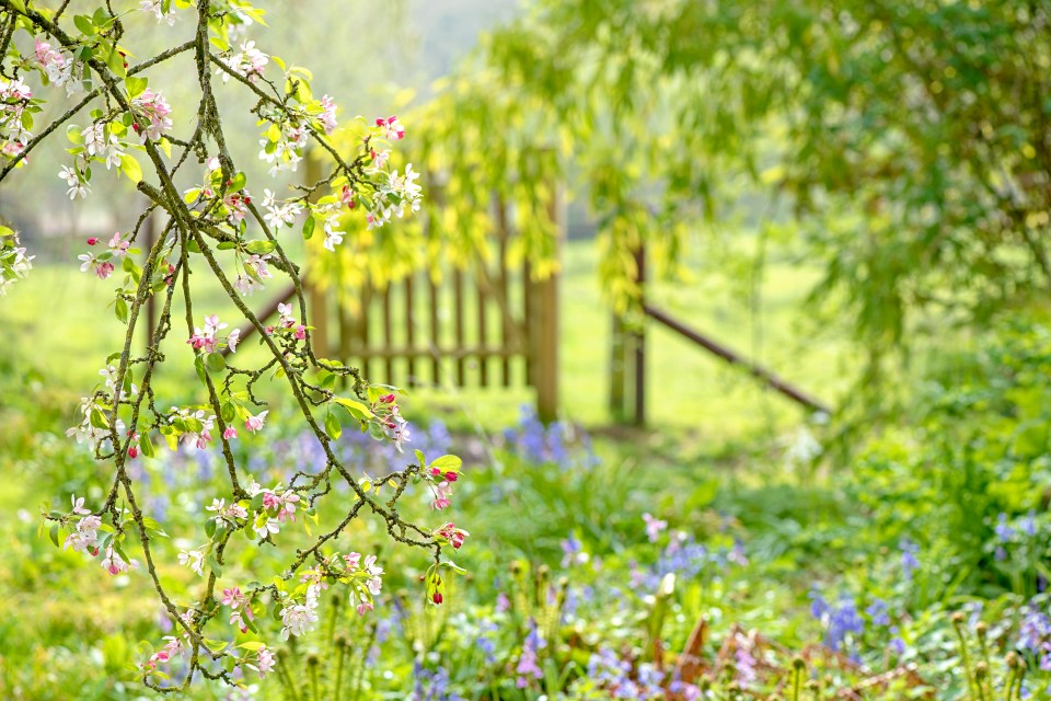 Trimming overhanging branches can get you in trouble if you go past your boundary