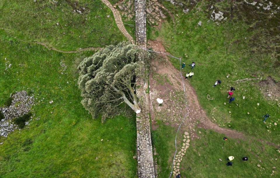 Theories are swirling around why the famed Sycamore Gap tree was felled