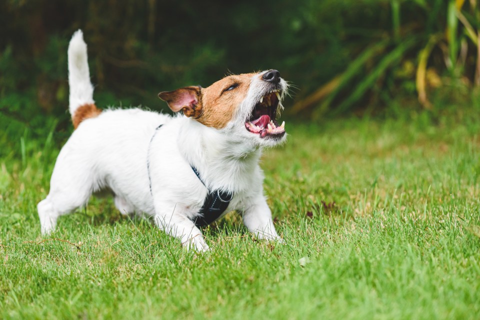 Jack Russell’s are among five breeds that have bitten Brits