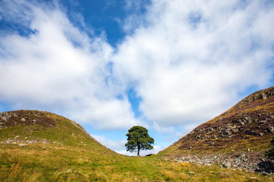 Locals have come up with three reasons they think it was chopped down