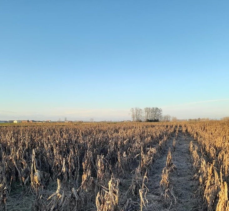 At first glance the image just looks like rows upon rows of corn on a bright sunny day, but hidden somewhere inside is a little dog