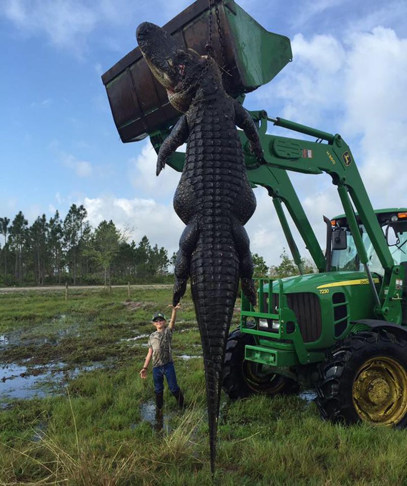 The Blake Godwin and Lee Lightsey Alligator was known as the cattle slaughterer