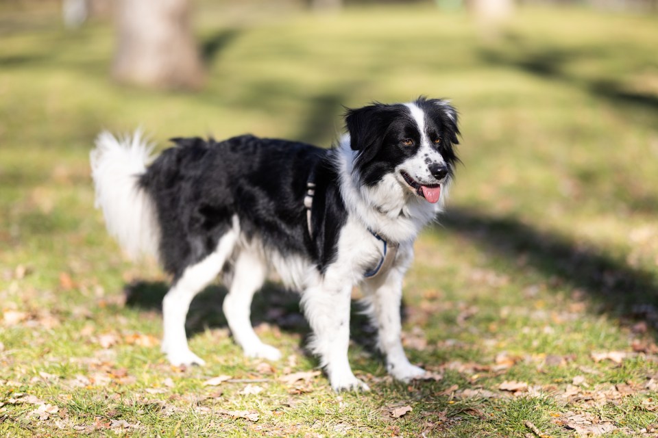 Border Collies were also on there