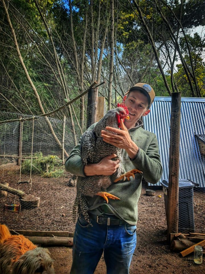 The family keep chickens and are now planning to buy pigs