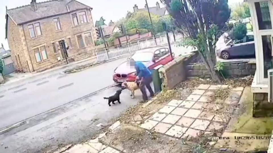 A driver tried to mow the animal down with his car