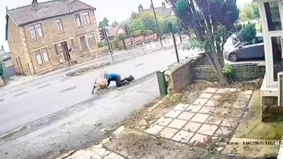 CCTV has captured the moment a man was pulled onto the road by a dog