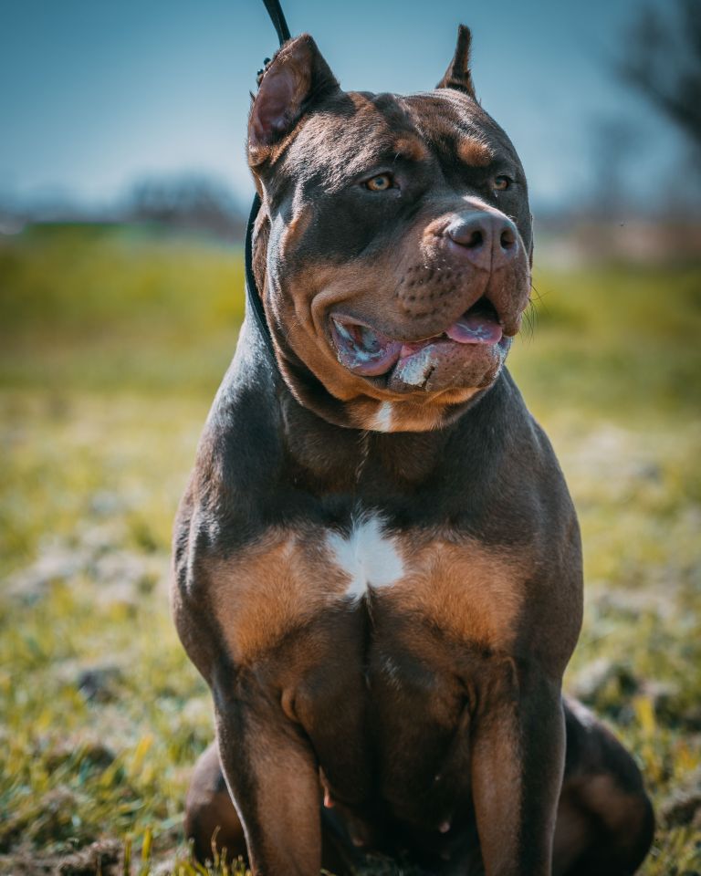 XL bully dogs are now banned in England an Wales