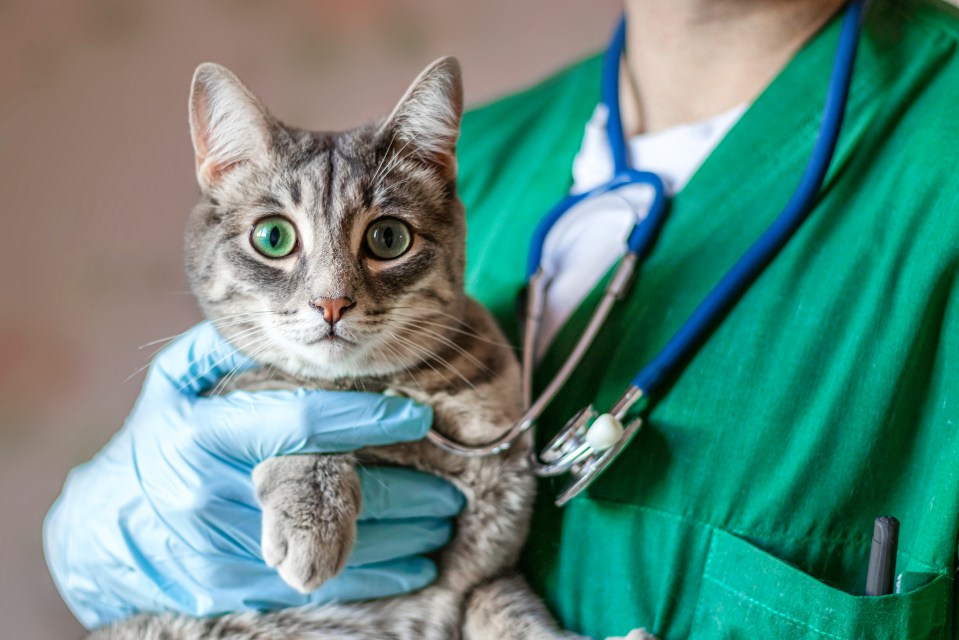 Vet bills are up 11 per cent since last year