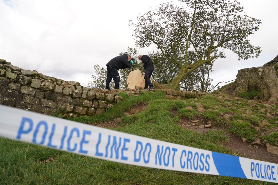 The tree was found felled early on Thursday morning