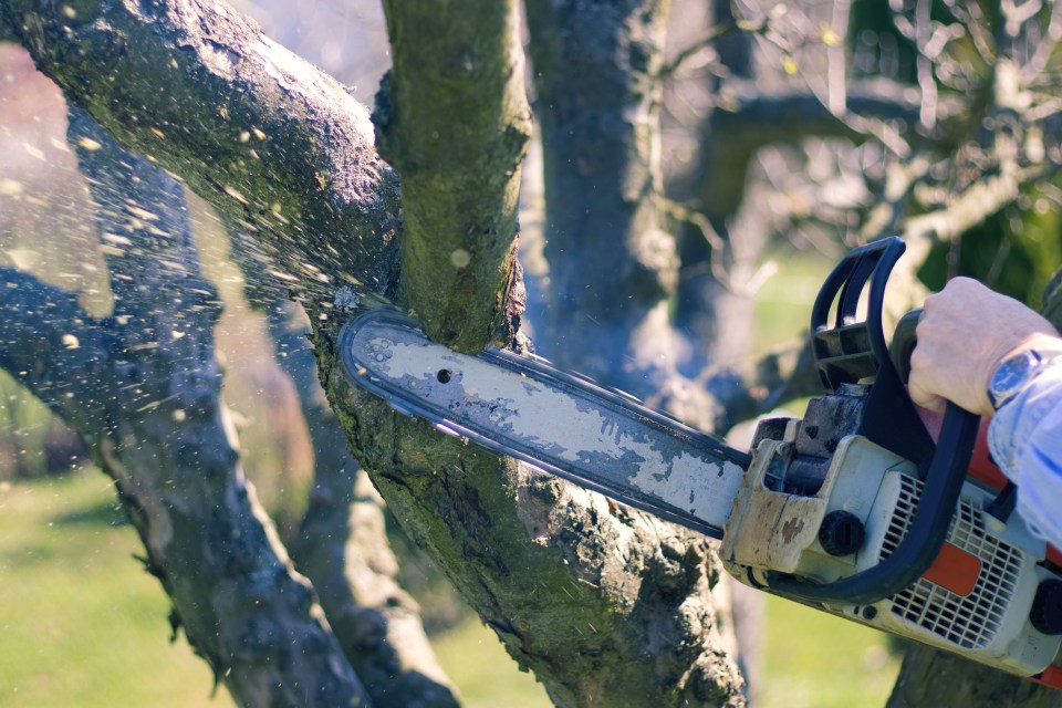 Cutting down a tree even if it's in your garden could lead to hefty fines