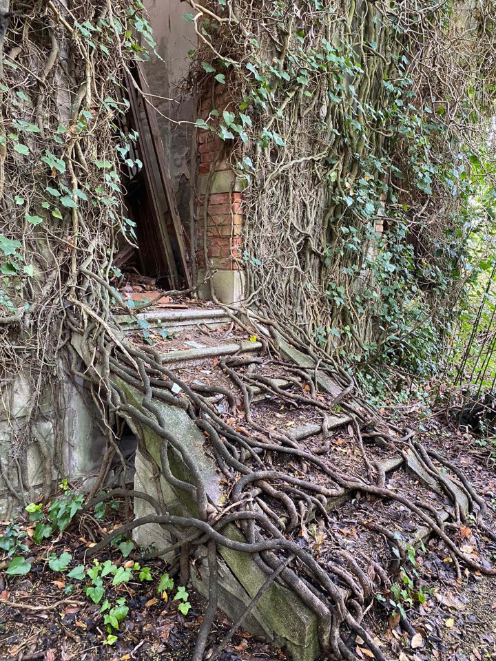 The natural world has reclaimed what was left of the old buildings since the island was abandoned