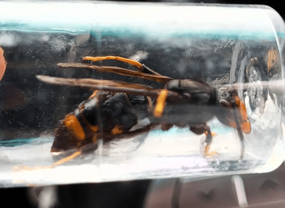 Officials issued a fresh warning over Asian hornets