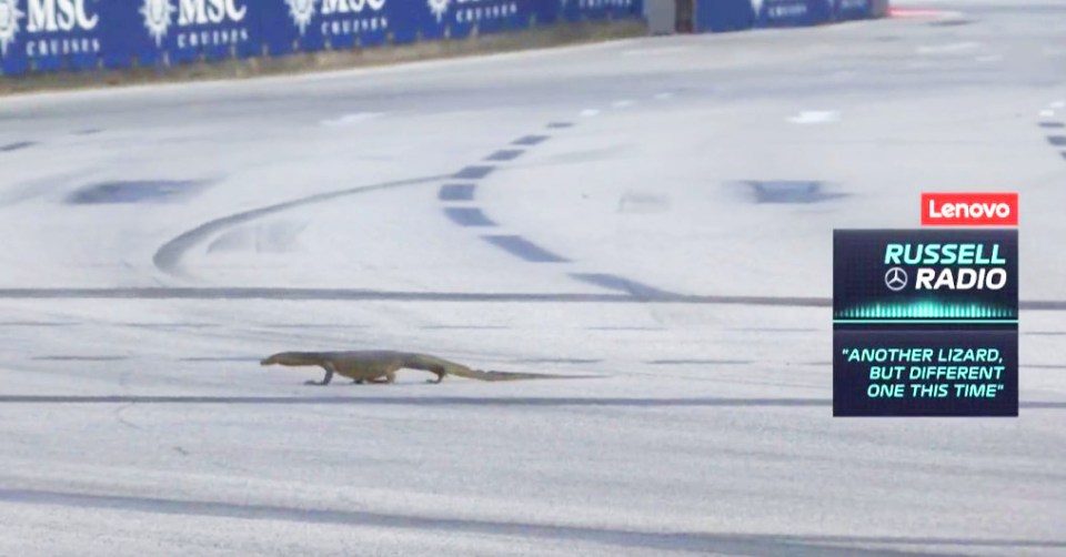 The giant reptile, dubbed 'Godzilla's kid', calmly crossed the tarmac during practice