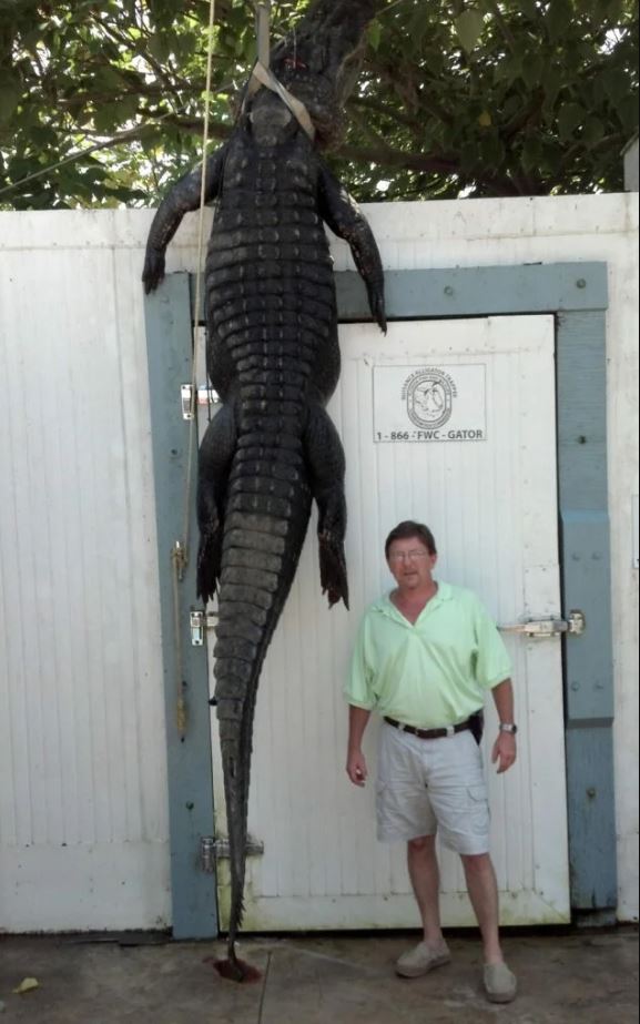 The Lane Stephens Alligator which weighed around 1,000 pounds