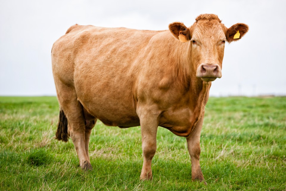 A mature limousin stud bull can weigh up to 1000 kilos