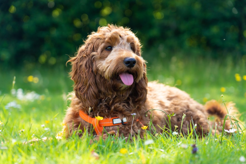 Mixed-bred dogs like Cocka-poos were the number one most stolen breed in 2022