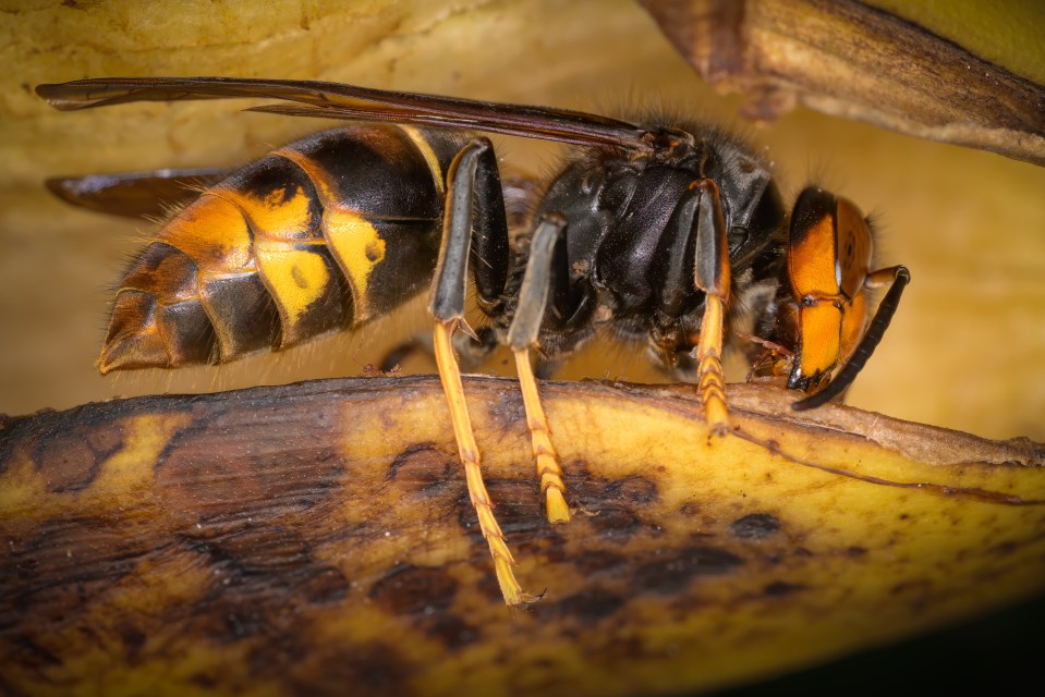  These hornets can prove deadly for some