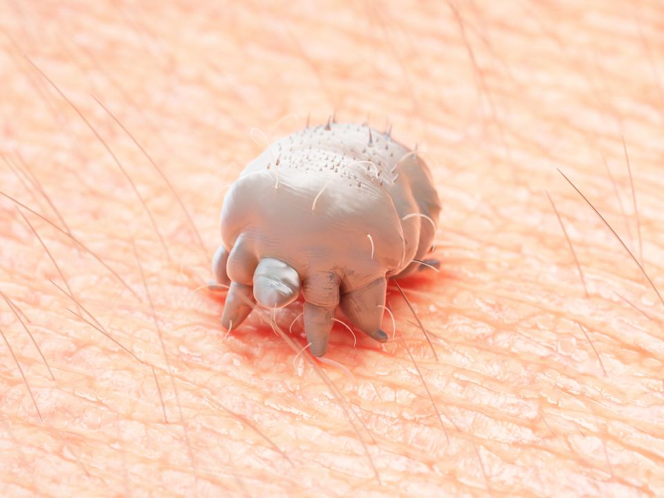 An illustration of a scabies mite