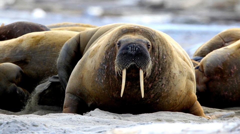 The Walrus Safari and visit to glacier was just £95pp