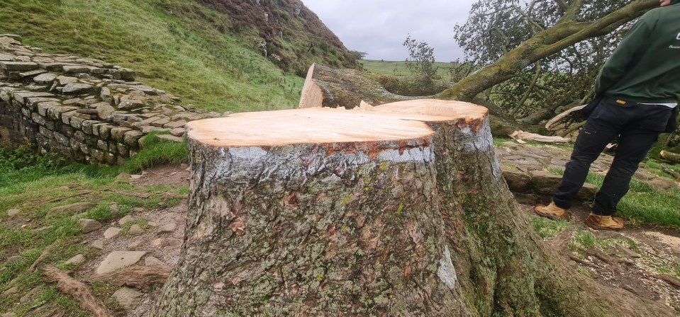 The 70ft-tall sycamore is one of the most photographed in the UK