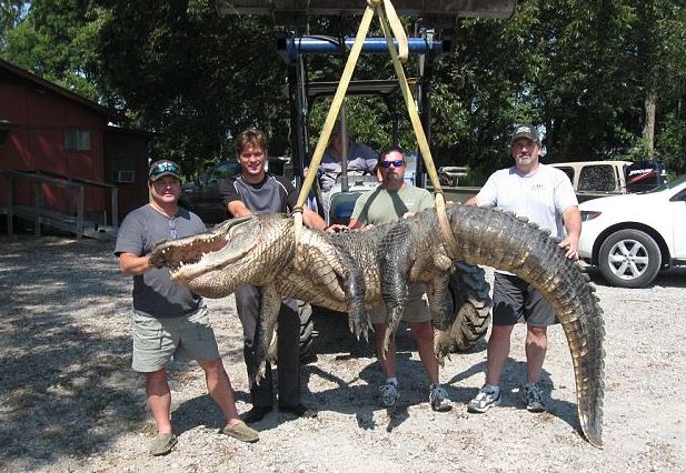 The Tom Grant Alligator broke a boat's winch and measured 13 feet in length