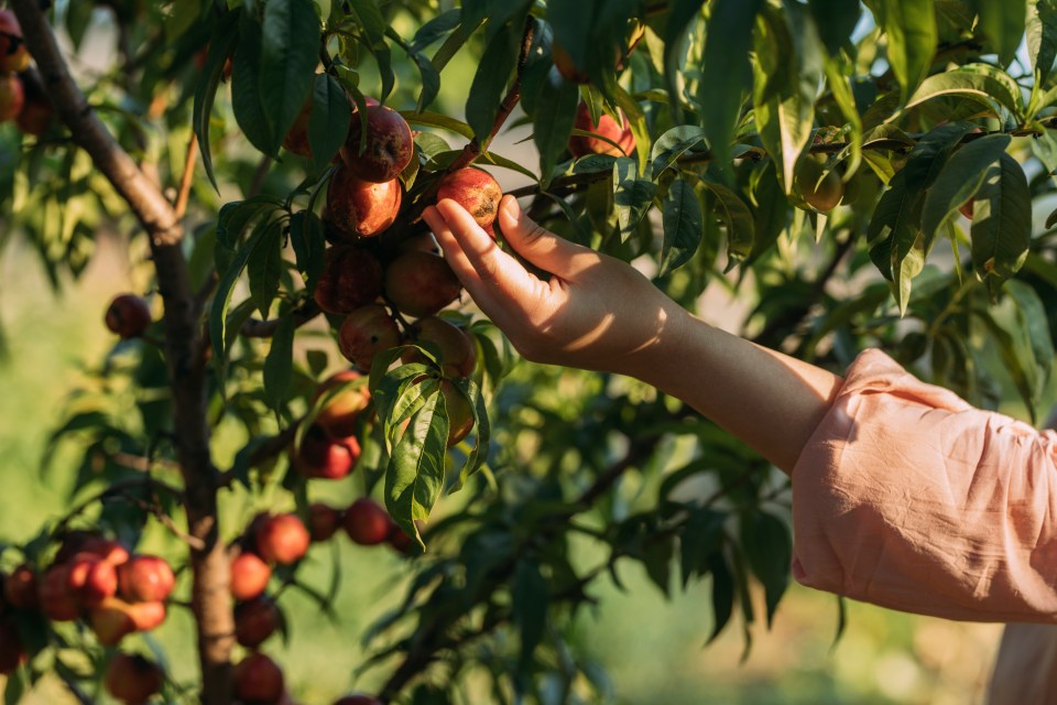 Even if you cut a plant overhanging in your garden, it still belongs to your neighbour