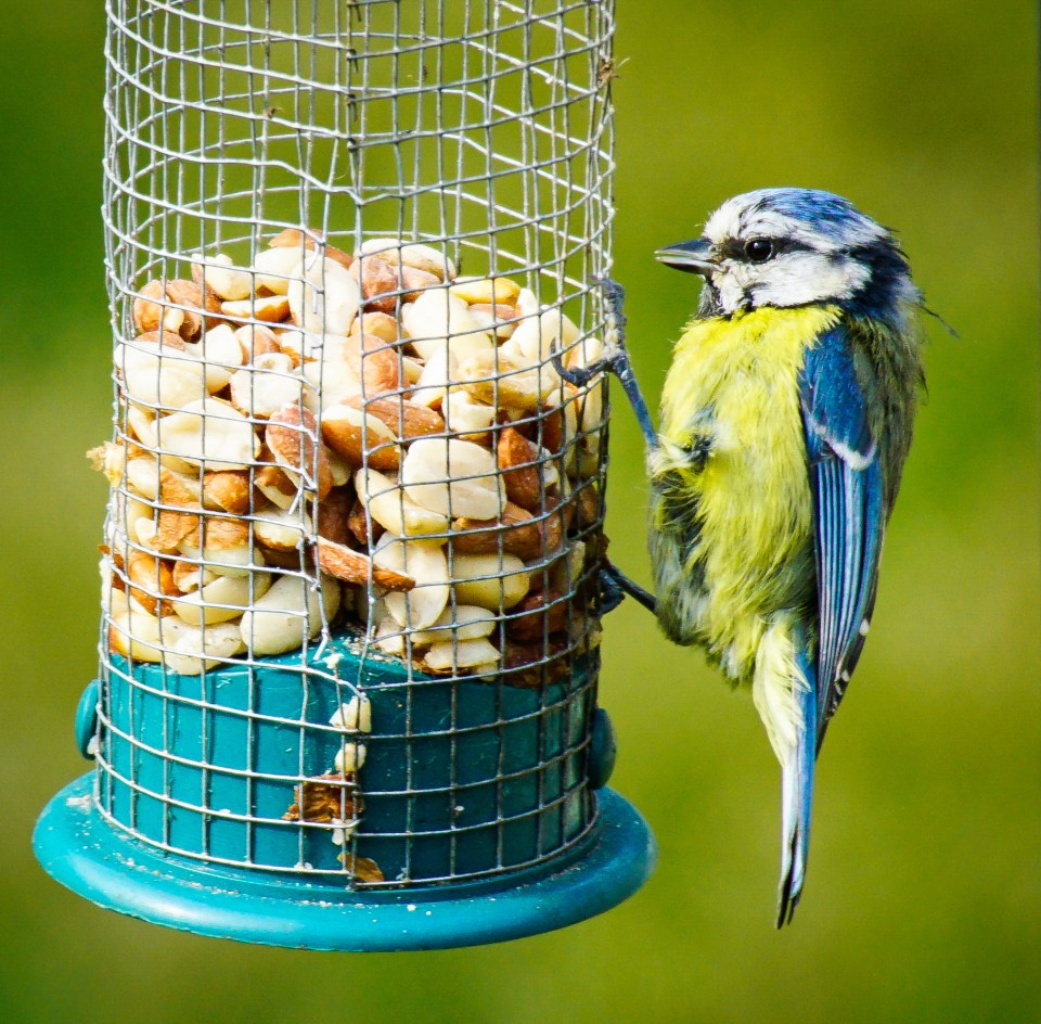 Attracting rats with bird feed could land you with a £5,000 fine