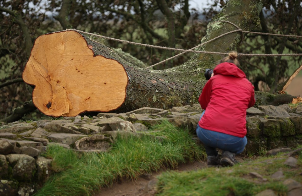 Three theories as to the tree's fate have come into the running