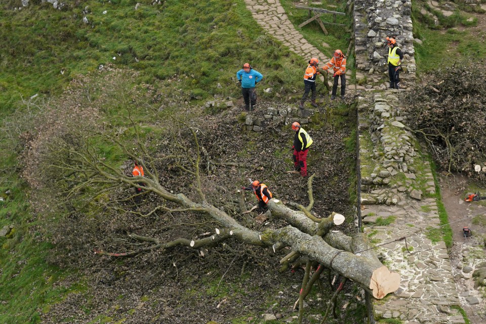 The Sycamore Gap tree has been chopped up and will be moved today